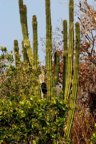 A cactus amongst mangroves in Tenacatita